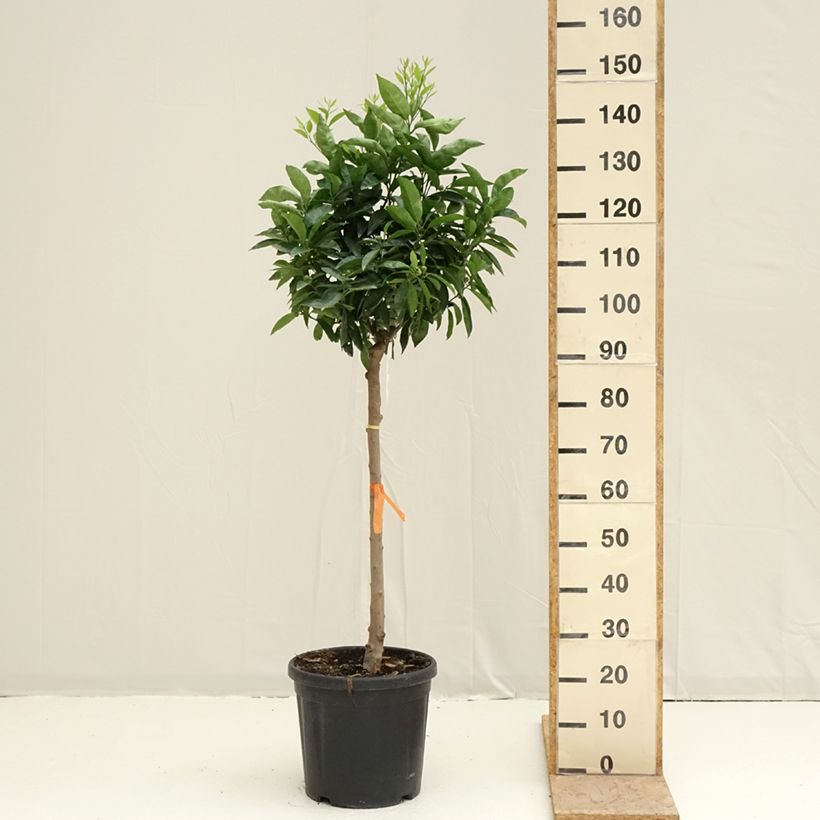 Citrus x clementina Clémentine - Clementina Vaso da 18L/20L, Vaso impalcato medio esemplare consegnato in primavera