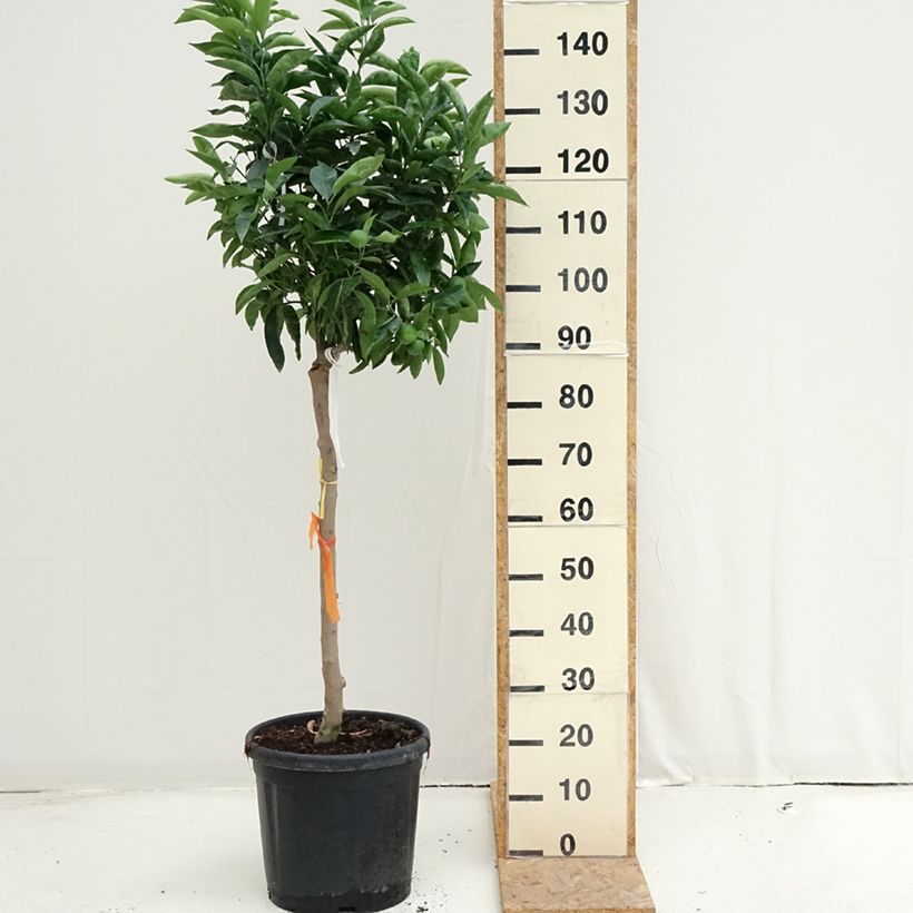 Esemplare di Citrus x clementina Clémentine - Clementina Vaso da 18L/20L, Vaso impalcato medio consegnato in estate