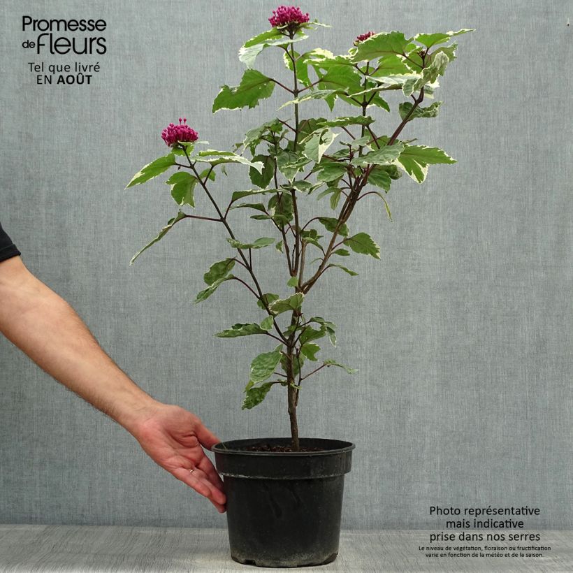 Esemplare di Clerodendro Pink Diamond - Clerodendrum bungei Vaso da 3L/4L consegnato in estate