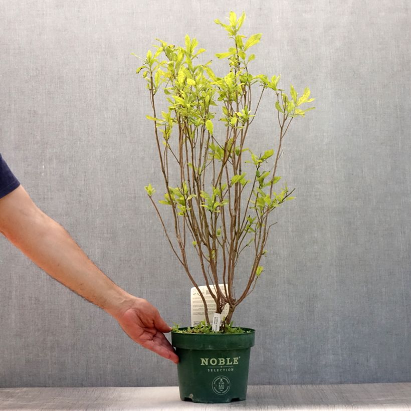 Esemplare di Clethra alnifolia Anne Bidwell Vaso da 2L/3L consegnato in estate