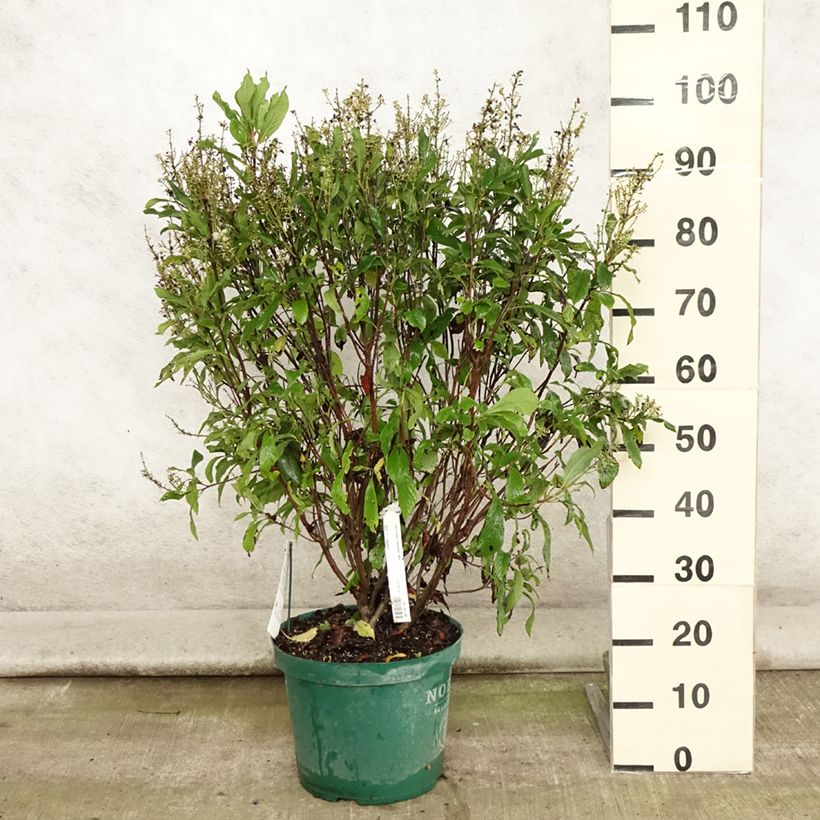 Esemplare di Clethra alnifolia Anne Bidwell Vaso da 7,5L/10L consegnato in estate