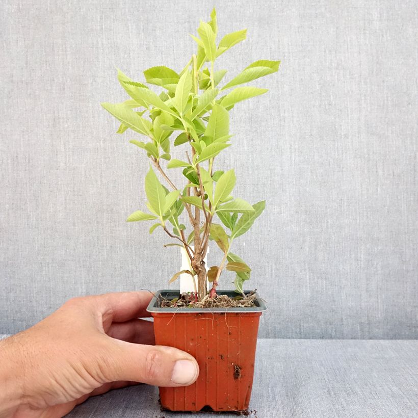 Clethra alnifolia Vasetto da 8/9 cm esemplare consegnato in primavera