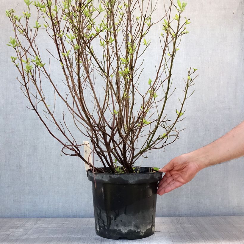 Esemplare di Clethra alnifolia Hummingbird Vaso da 7,5L/10L consegnato in estate