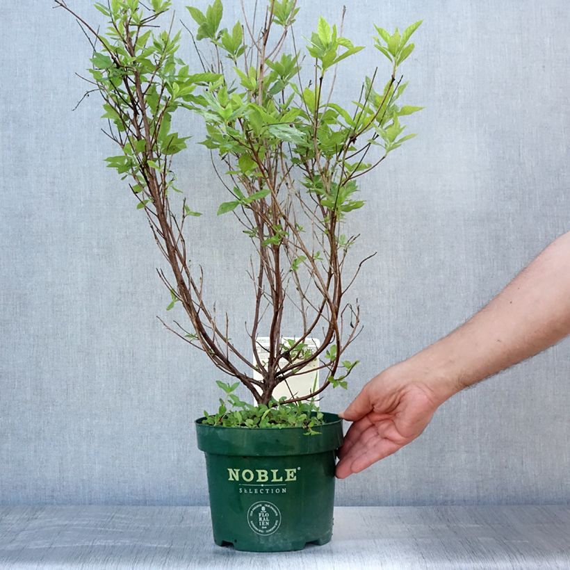 Esemplare di Clethra alnifolia Sixteen Candles Vaso da 2L/3L consegnato in estate