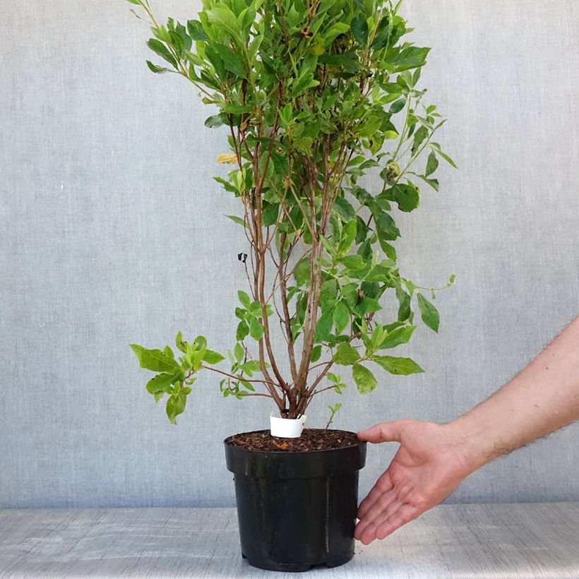 Esemplare di Clethra alnifolia Vanilla Spice Vaso da 2L/3L consegnato in estate