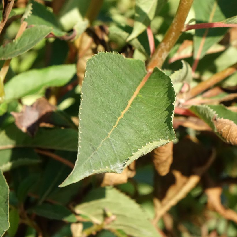 Clethra barbinervis Great Star Minbarb (Fogliame)