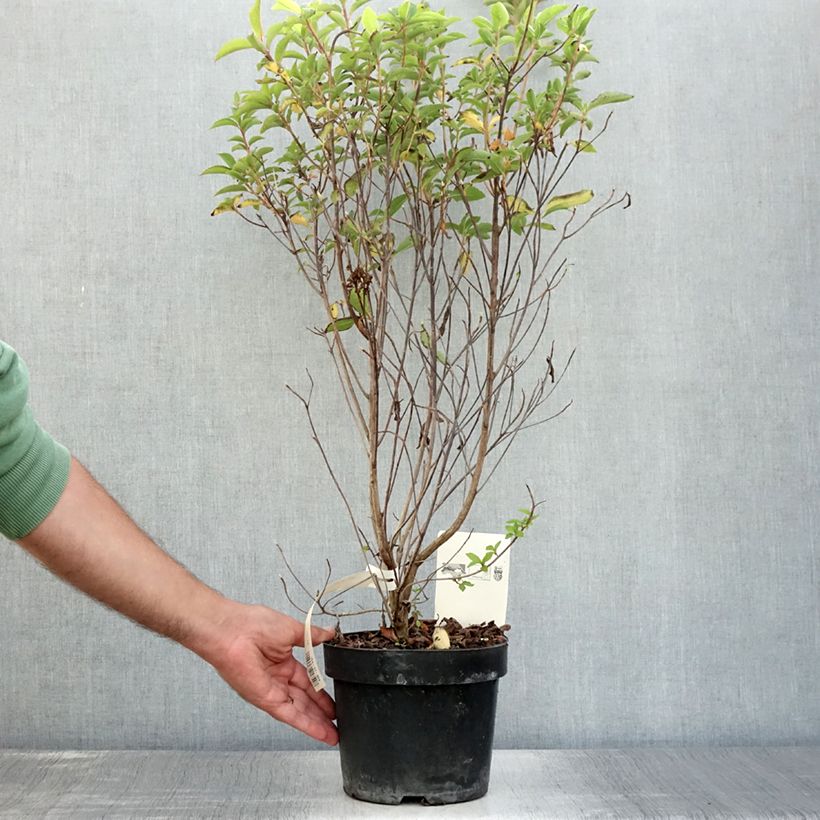 Esemplare di Clethra barbinervis Vaso da 3L/4L consegnato in estate