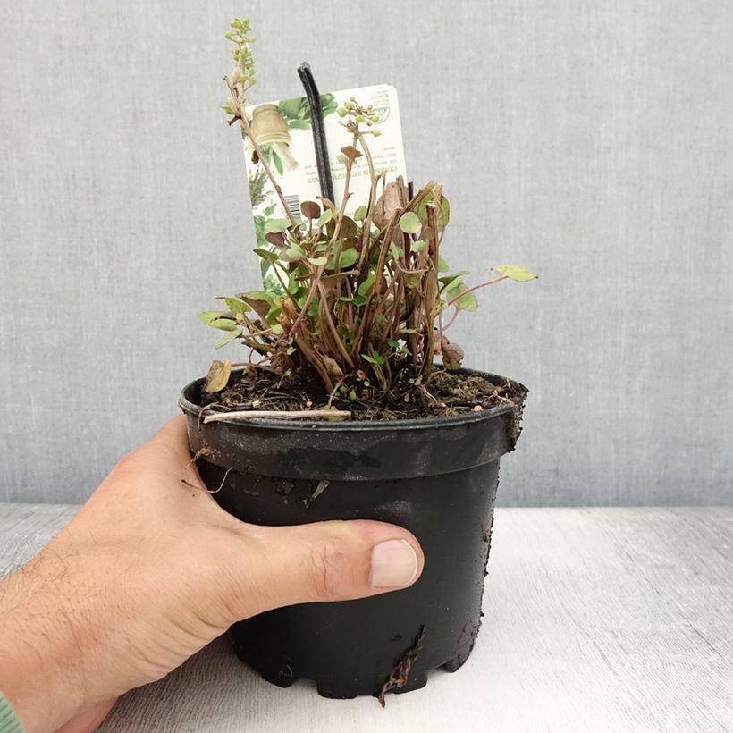 Esemplare di Cochlearia officinalis - Coclearia medicinale Vaso da 1,5L/2L consegnato in estate