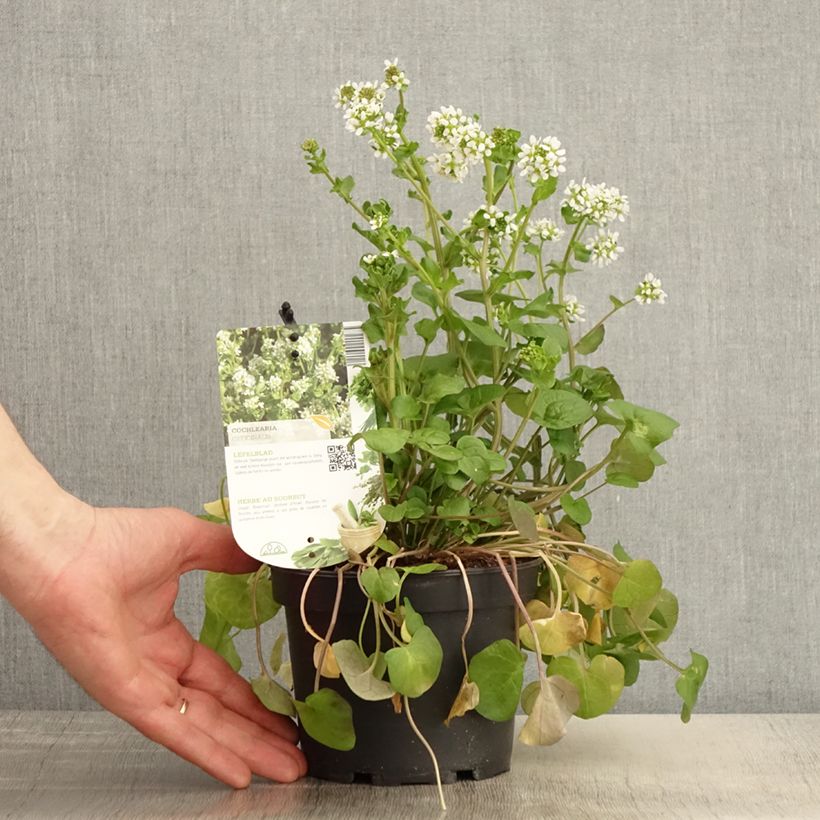 Cochlearia officinalis - Coclearia medicinale Vaso da 1,5L/2L esemplare consegnato in primavera