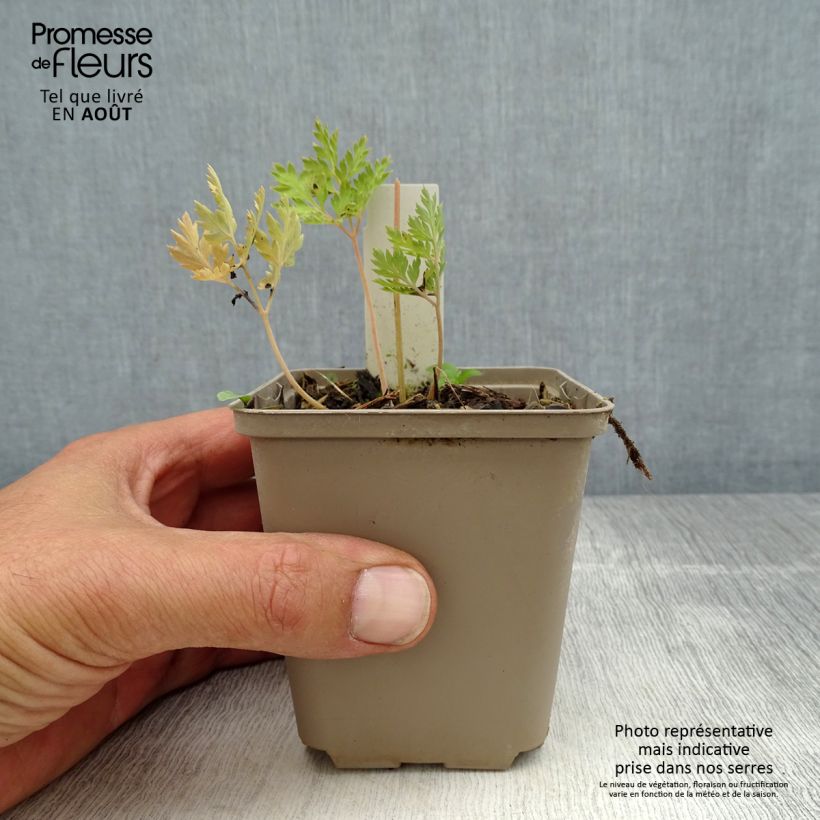 Esemplare di Dicentra formosa Spring Gold Vasetto da 8/9 cm consegnato in estate