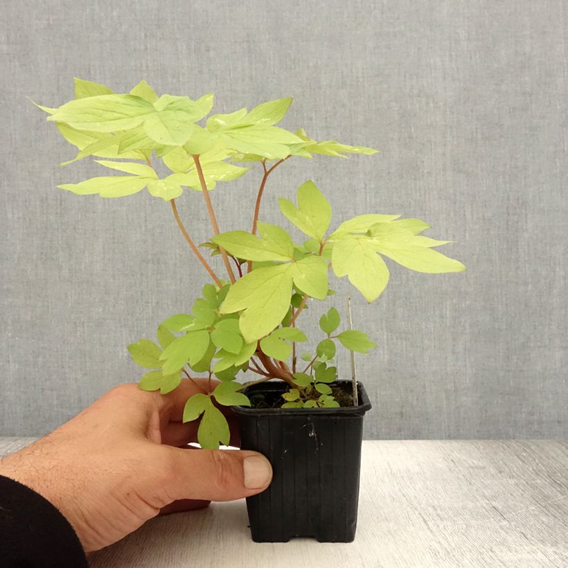 Esemplare di Dicentra spectabilis Ruby Gold - Cuore di Maria Vasetto da 8/9 cm consegnato in estate