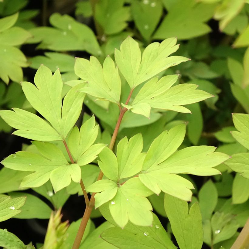 Dicentra spectabilis Yellow Leaf - Cuore di Maria (Fogliame)