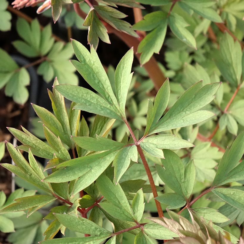 Dicentra spectabilis Valentine - Cuore di Maria (Fogliame)