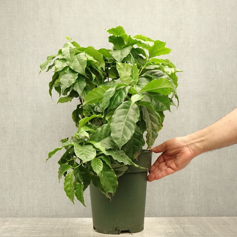 Esemplare di Coffea arabica - Pianta del caffè Vaso da 6L/7L consegnato in estate