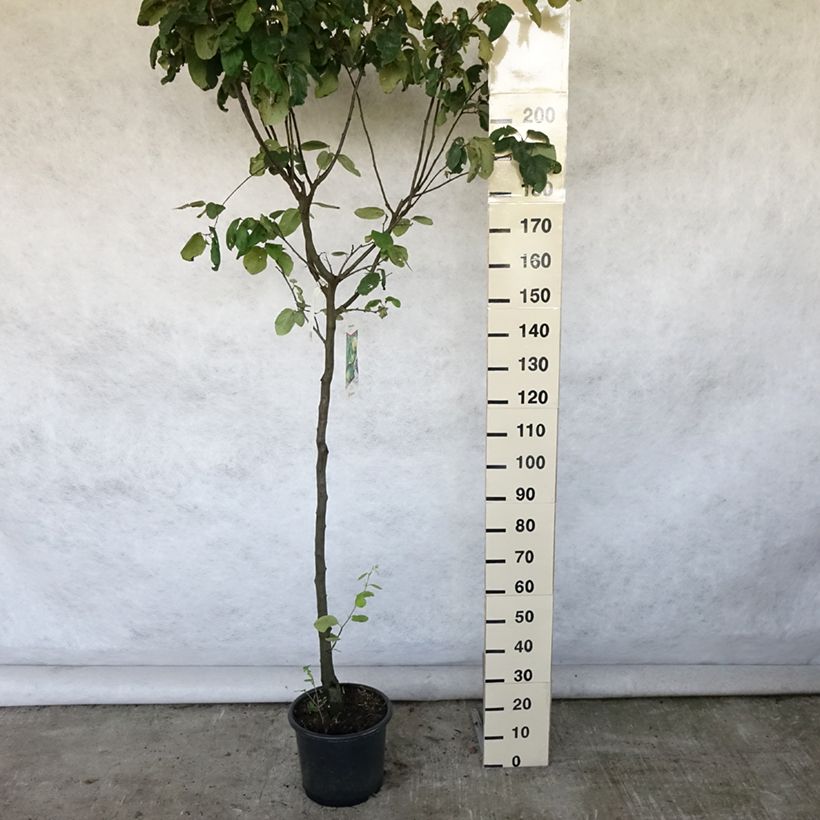 Esemplare di Cotogno Champion Vaso da 12L/15L, Vaso impalcato medio consegnato in estate
