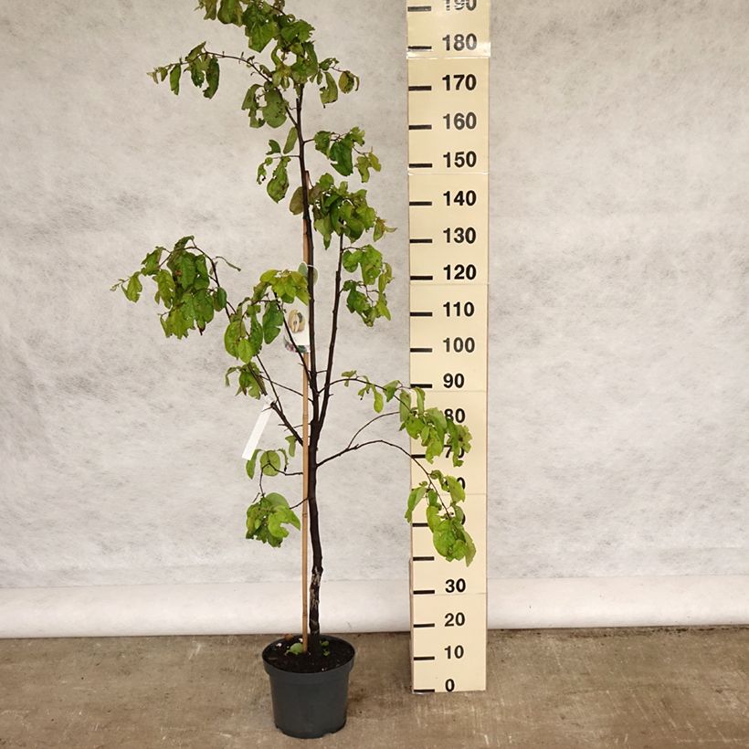 Cotogno Vranja Vaso da 7,5L/10L esemplare consegnato in primavera