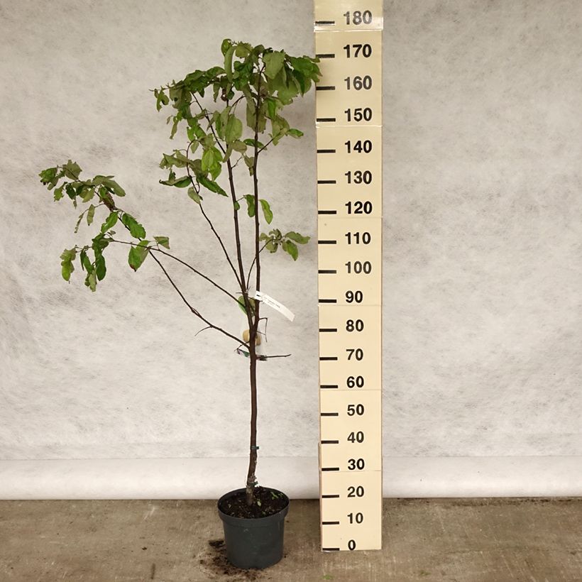 Cotogno Vranja Vaso da 7,5L/10L esemplare consegnato in primavera