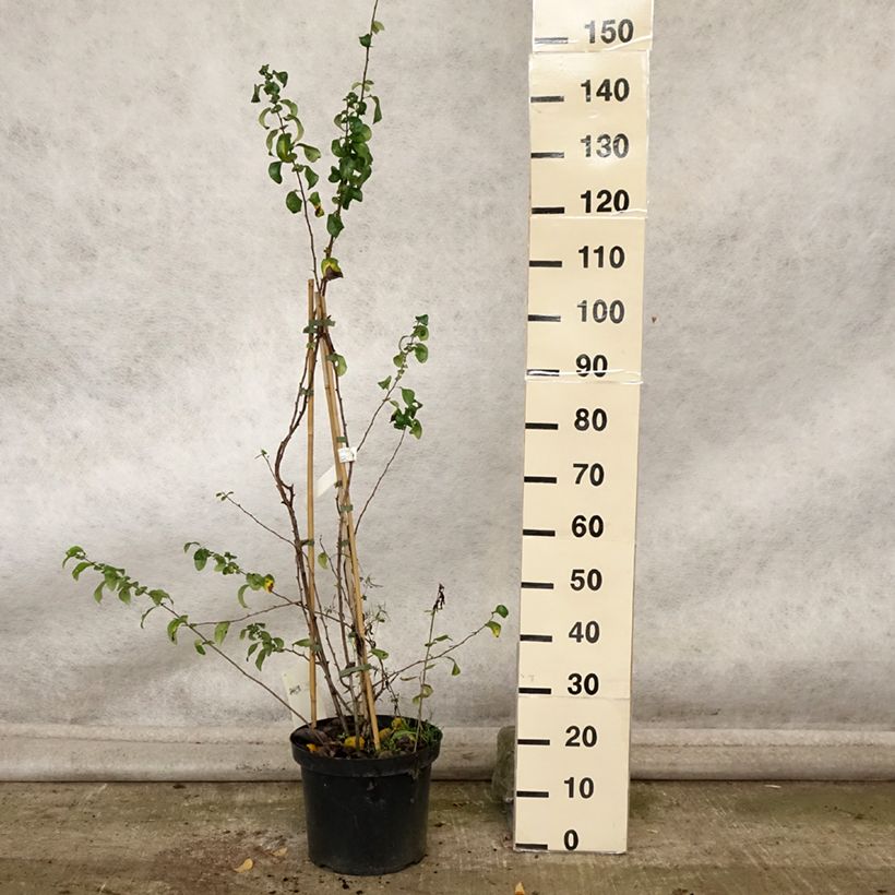 Esemplare di Chaenomeles superba Cameo - Fior di Pesco Vaso da 7,5L/10L come consegnato in autunno
