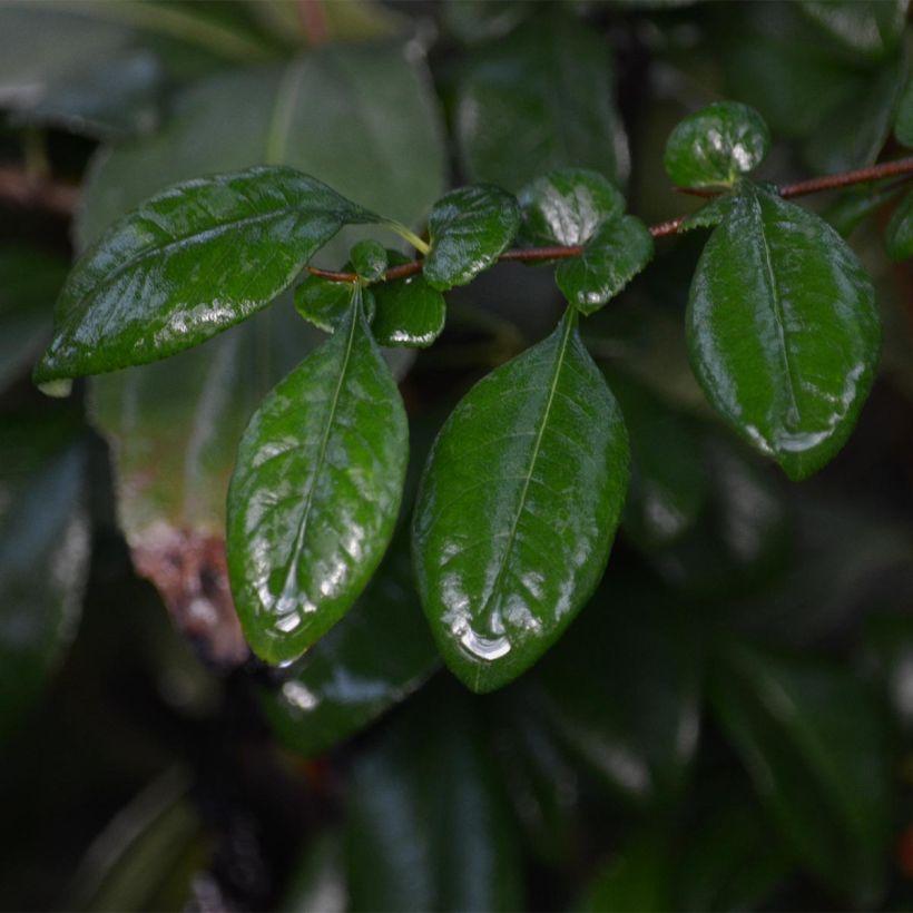 Chaenomeles speciosa Hot Fire - Fior di Pesco (Fogliame)