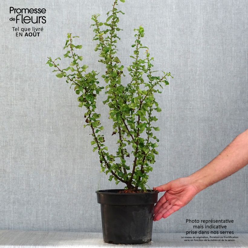 Esemplare di Chaenomeles speciosa Red Kimono - Fior di Pesco Vaso da 4L/5L consegnato in estate