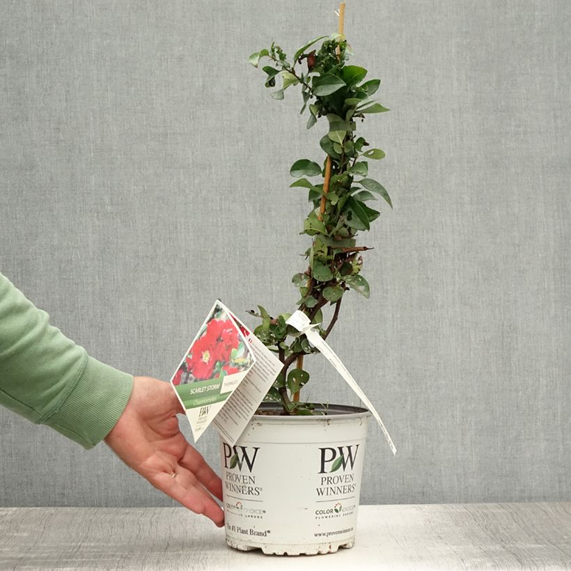 Esemplare di Chaenomeles speciosa Scarlet Storm - Fior di Pesco Vaso da 3L/4L consegnato in estate