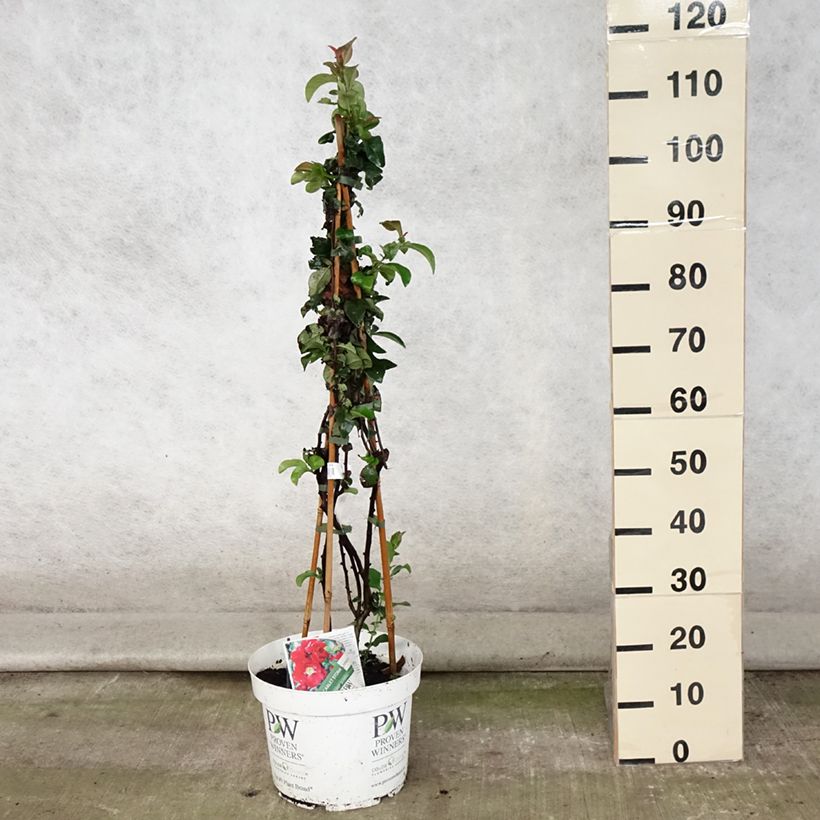 Esemplare di Chaenomeles speciosa Scarlet Storm - Fior di Pesco Vaso da 7,5L/10L consegnato in estate