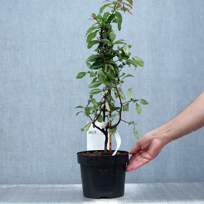 Esemplare di Chaenomeles speciosa Toyo-Nishiki - Fior di Pesco Vaso da 2L/3L consegnato in estate
