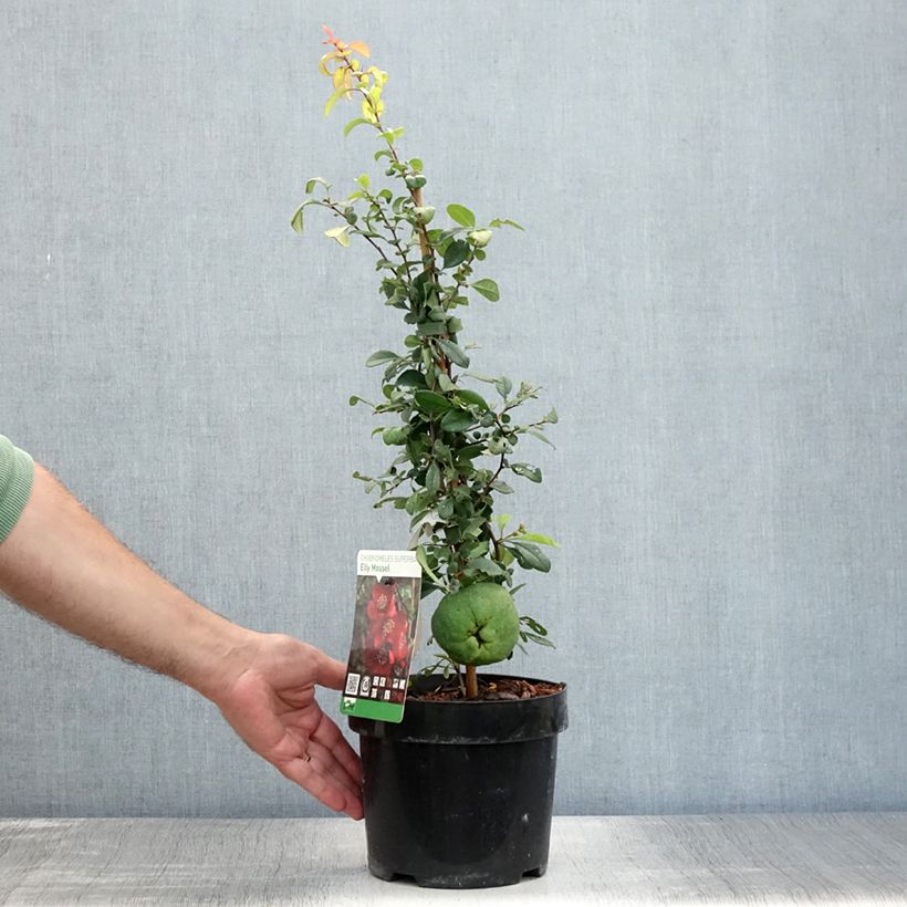 Esemplare di Chaenomeles superba Elly Mossel - Fior di Pesco Vaso da 2L/3L consegnato in estate