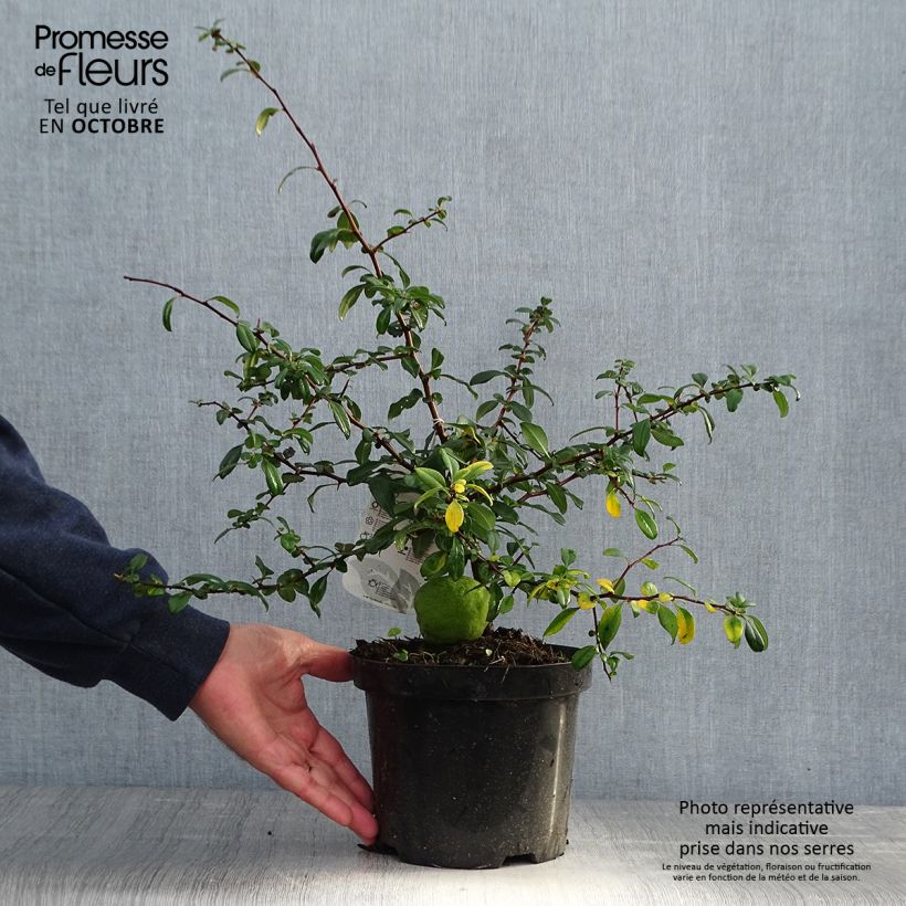 Esemplare di Chaenomeles superba Hollandia - Fior di Pesco Vaso da 2L/3L come consegnato in autunno