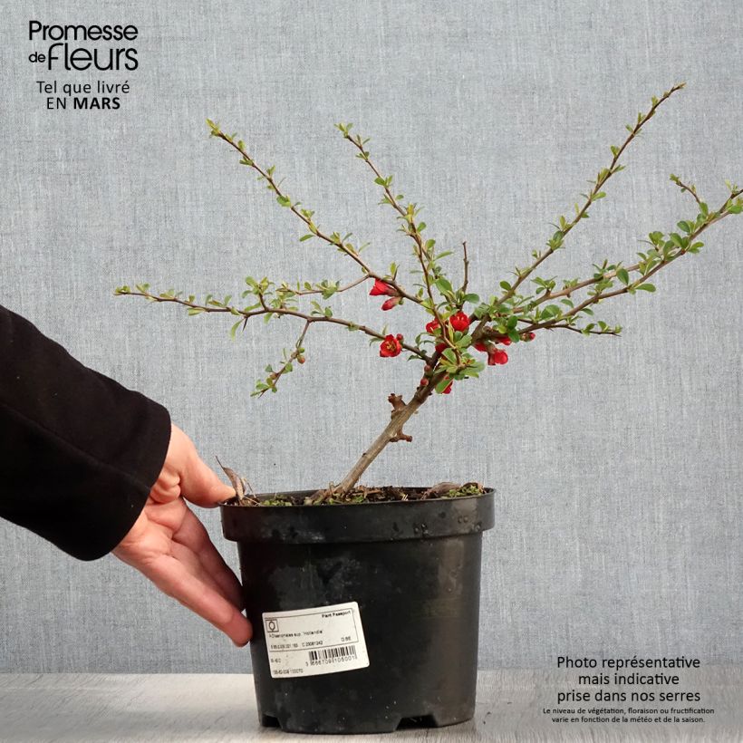 Chaenomeles superba Hollandia - Fior di Pesco Vaso da 2L/3L esemplare consegnato in primavera