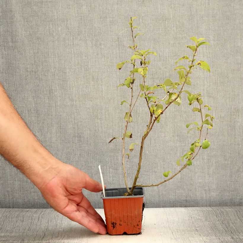 Esemplare di Chaenomeles superba Salmon Horizon - Fior di Pesco Vasetto da 8/9 cm consegnato in estate