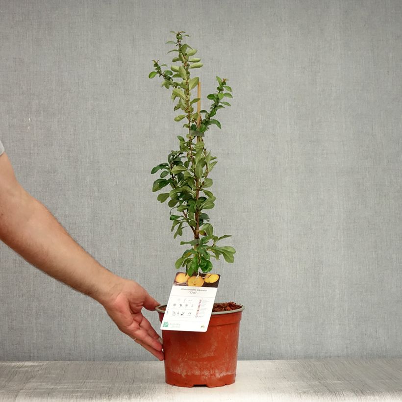 Esemplare di Chaenomeles japonica Cido - Cotogno giapponese Vaso da 2L/3L consegnato in estate