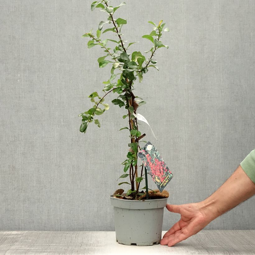Esemplare di Chaenomeles japonica Cido Red - Cotogno giapponese Vaso da 2L/3L, Multifusto consegnato in estate