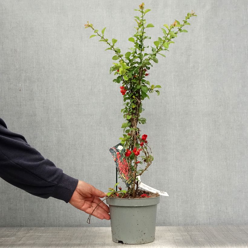 Chaenomeles japonica Cido Red - Cotogno giapponese Vaso da 2L/3L, MultifustoAltezza consegnata circa 30/40cm esemplare consegnato in primavera