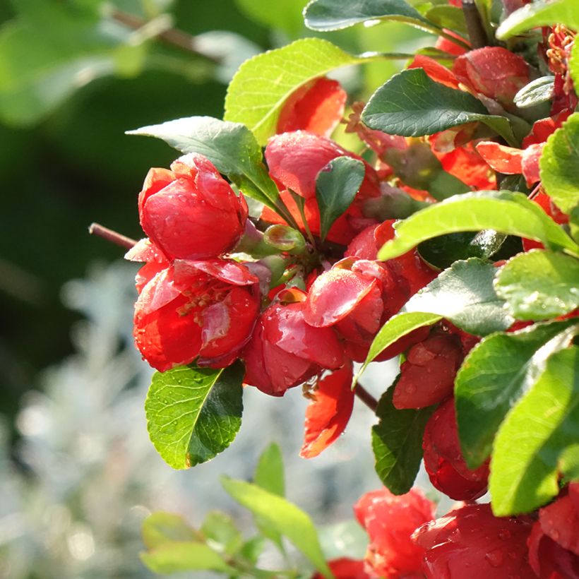 Chaenomeles japonica Cido Red - Cotogno giapponese (Fioritura)
