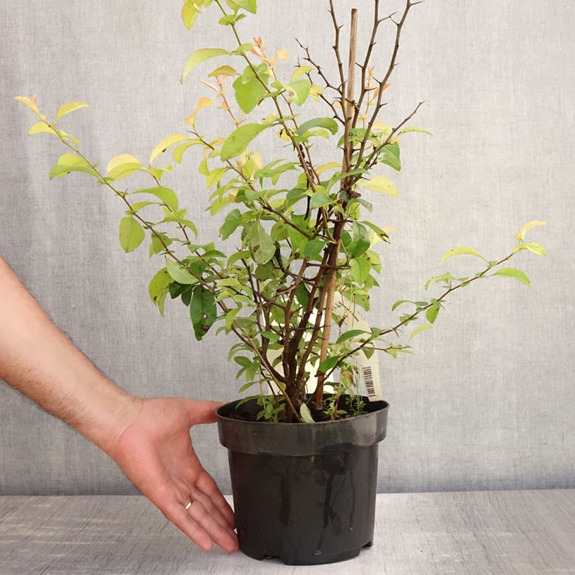 Esemplare di Chaenomeles superba Clementine - Fior di Pesco Vaso da 3L/4L consegnato in estate