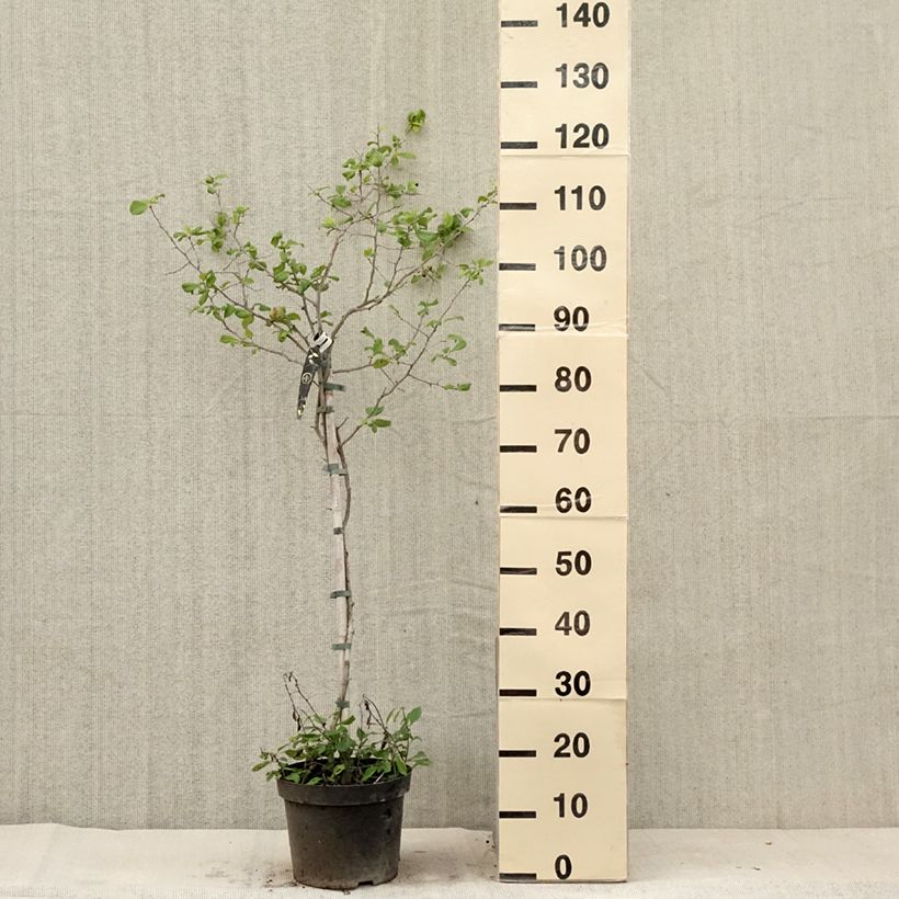 Esemplare di Chaenomeles superba Crimson and Gold - Fior di Pesco Vaso da 4L/5L consegnato in estate