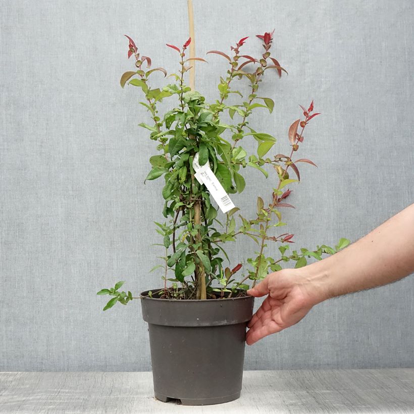 Esemplare di Chaenomeles speciosa Eximia - Fior di Pesco Vaso da 4L/5L consegnato in estate