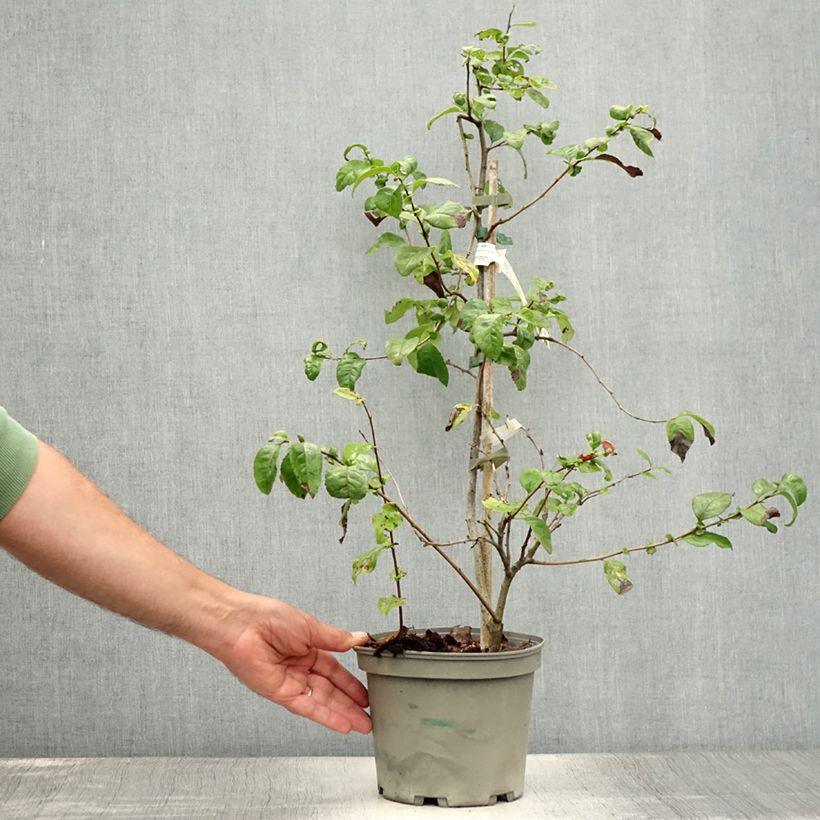 Esemplare di Chaenomeles speciosa Falconnet Charlet - Fior di Pesco Vaso da 2L/3L consegnato in estate