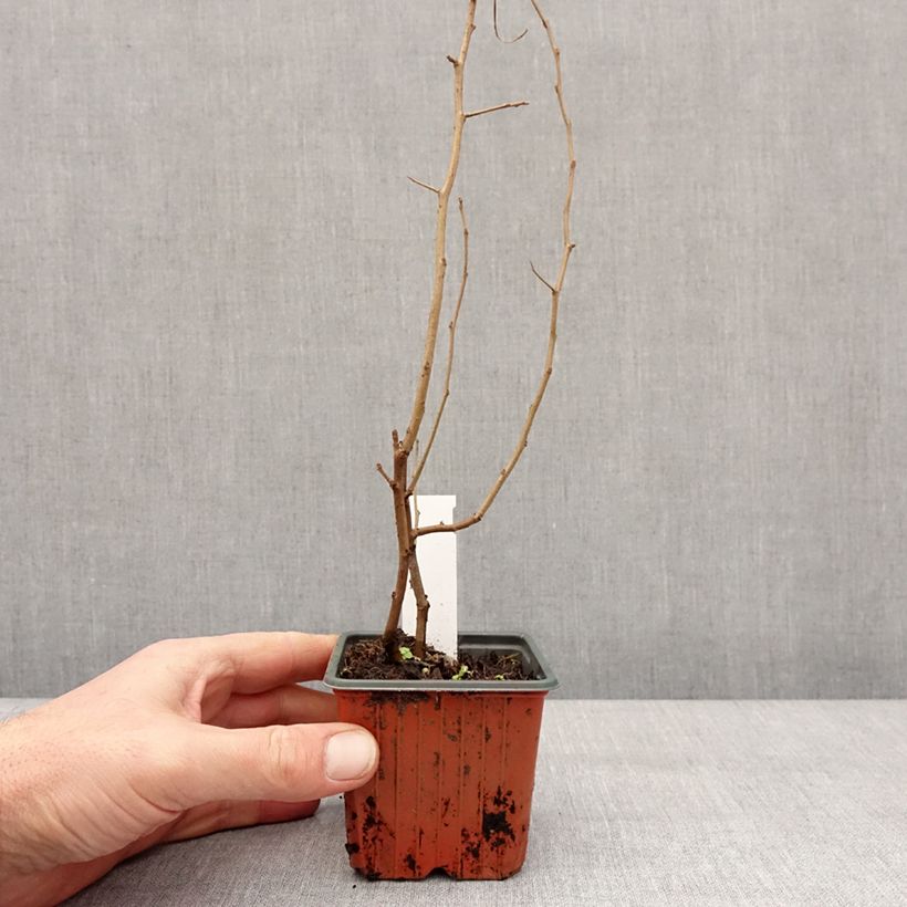 Chaenomeles speciosa Fire dance - Fior di Pesco Vasetto da 8/9 cm esemplare consegnato in inverno