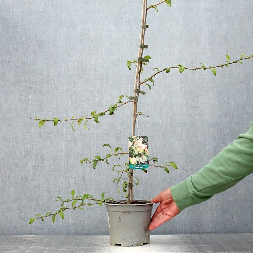 Esemplare di Chaenomeles speciosa Flocon Rose - Fior di Pesco Vaso da 3L/4L consegnato in estate