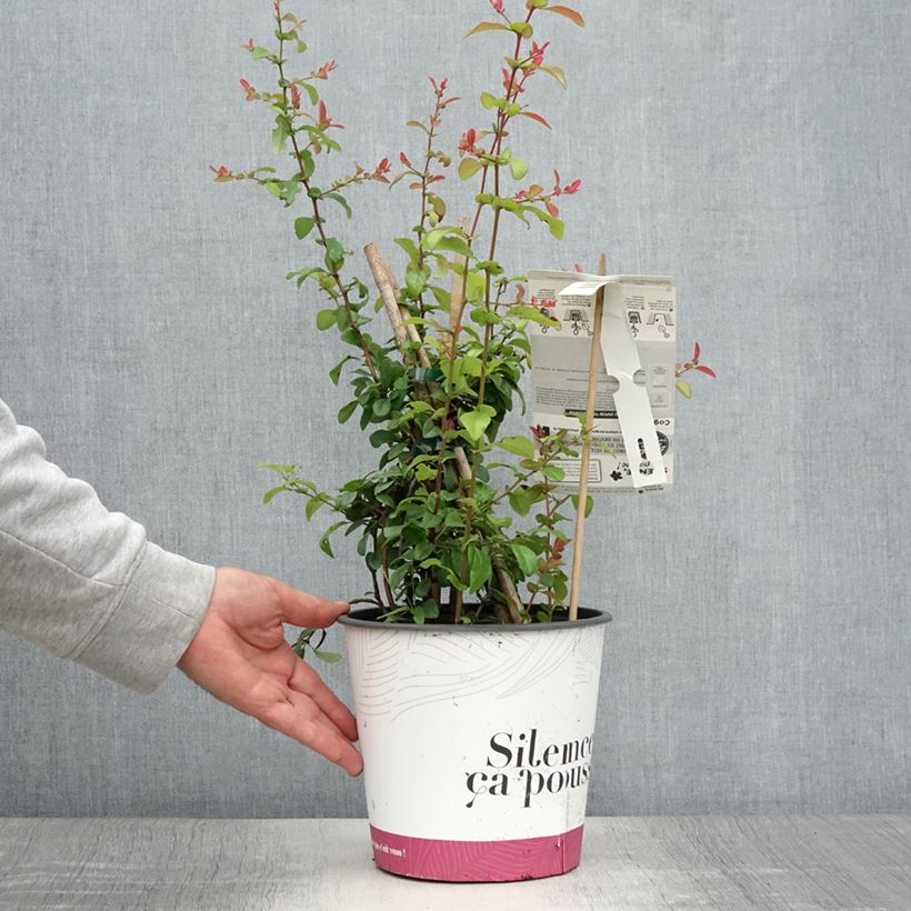Esemplare di Chaenomeles speciosa Friesdorfer - Fior di Pesco Vaso da 3L/4L consegnato in estate