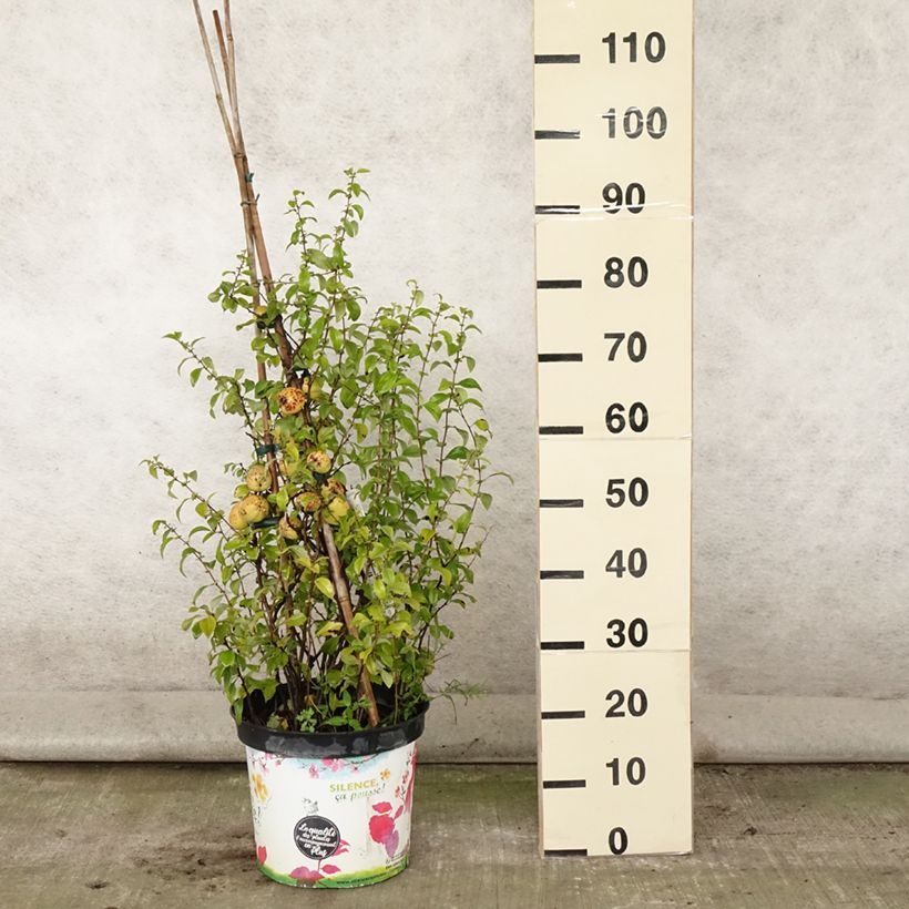 Esemplare di Chaenomeles speciosa Friesdorfer - Fior di Pesco Vaso da 7,5L/10L consegnato in estate