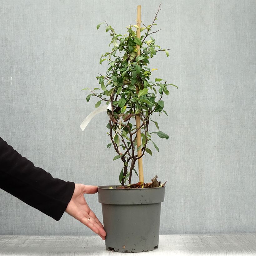 Esemplare di Chaenomeles speciosa Hot Fire - Fior di Pesco Vaso da 4L/5L come consegnato in autunno