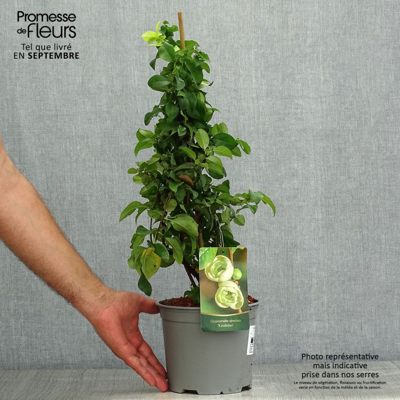Esemplare di Chaenomeles speciosa Kinshiden - Fior di Pesco Vaso da 3L/4L consegnato in estate