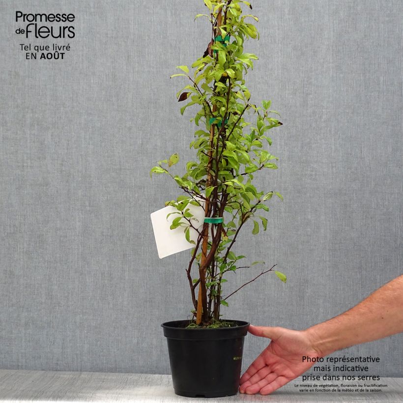 Esemplare di Chaenomeles speciosa Nivalis - Fior di Pesco Vaso da 2L/3L consegnato in estate