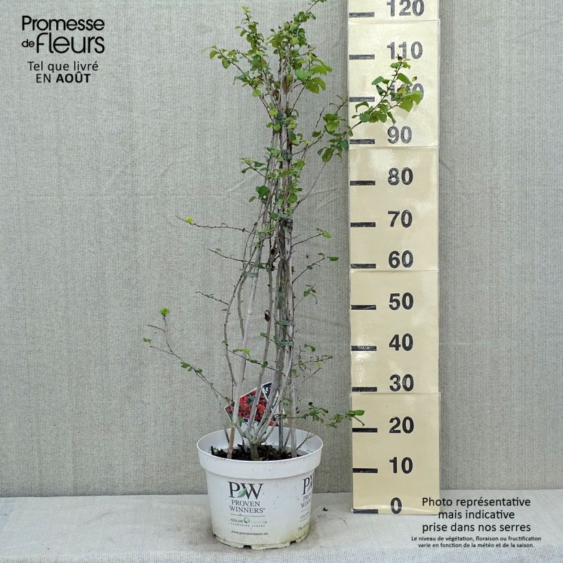 Esemplare di Chaenomeles speciosa Orange Storm - Fior di Pesco Vaso da 7,5L/10L consegnato in estate
