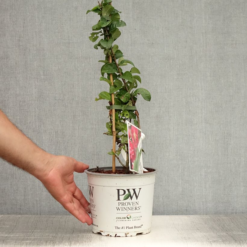 Esemplare di Chaenomeles speciosa Pink Storm - Fior di Pesco Vaso da 2L/3L consegnato in estate