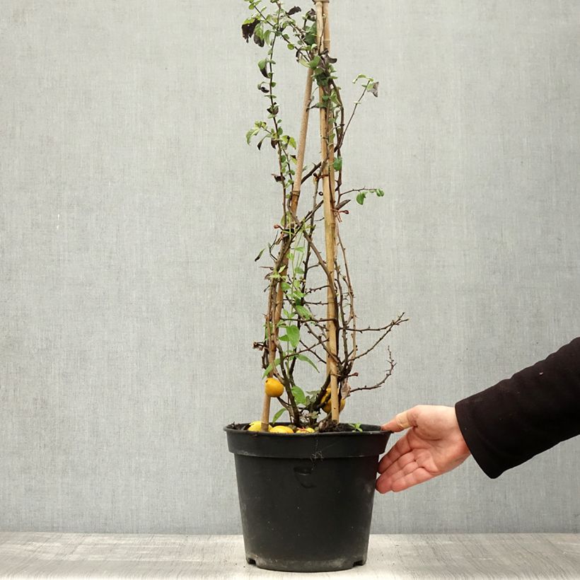 Esemplare di Chaenomeles speciosa Rubra - Fior di Pesco Vaso da 7,5L/10L come consegnato in autunno