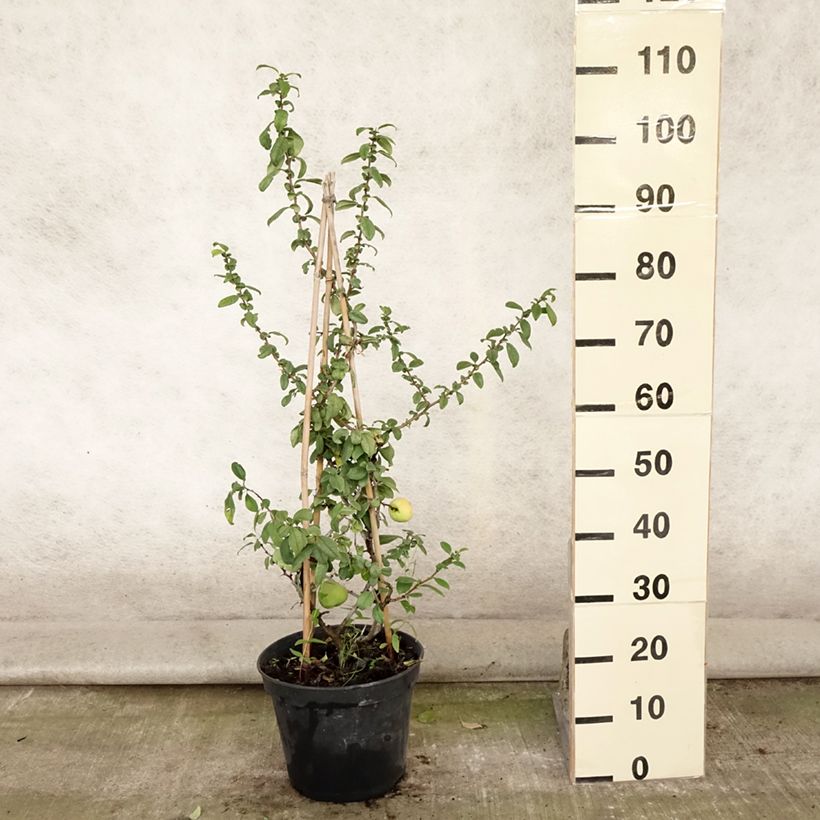 Esemplare di Chaenomeles speciosa Rubra - Fior di Pesco Vaso da 7,5L/10L consegnato in estate